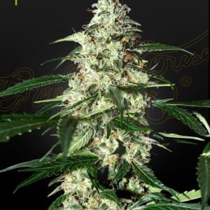 Greenhouse (Strain Hunters) – Skunk Auto (Autoflower)