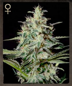 Greenhouse (Strain Hunters) – White Lemon (Feminized)