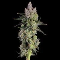 Happy Valley Genetics – Equilibrium (Feminized) - Image 2