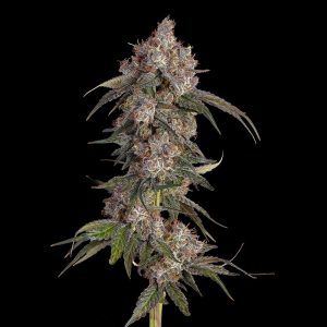 Happy Valley Genetics – Game Over (Feminized) - Image 2