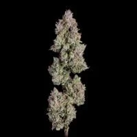 Happy Valley Genetics – Oh My Thai Auto (Autoflower) - Image 2