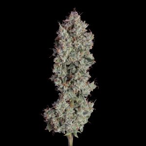 Happy Valley Genetics – Shortcut Auto (Autoflower) - Image 2