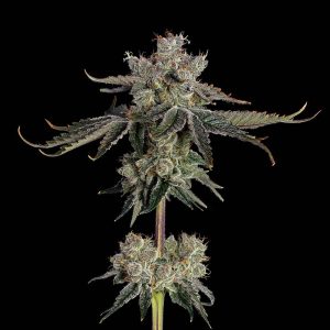 Happy Valley Genetics – Sweet 16 (Feminized) - Image 2