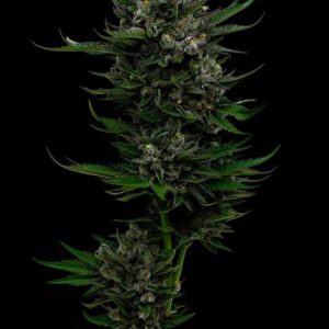 Humboldt Seed Company – All Gas OG (Feminized) - Image 2