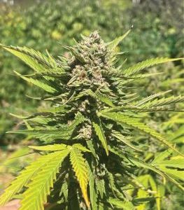 Humboldt Seed Company – Banana Melt (Feminized) - Image 2