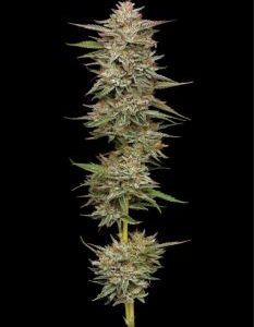 Humboldt Seed Company – Banana OG Auto (Autoflower) - Image 2