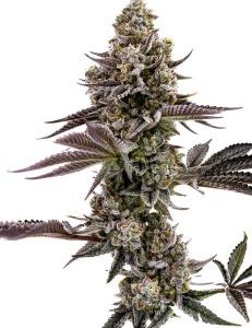 Humboldt Seed Company – Blueberry Cupcake (Feminized) - Image 2