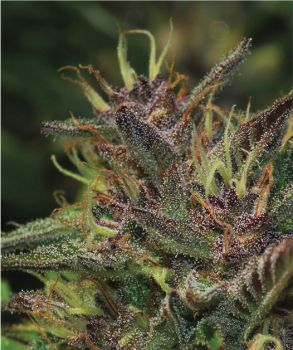 Humboldt Seed Company – Blueberry Muffin (Feminized) - Image 2
