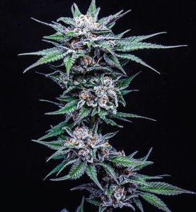 Humboldt Seed Company – Blueberry Pancakes (Feminized) - Image 2
