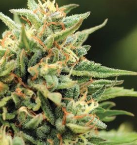 Humboldt Seed Company – Cali Sour Diesel (Feminized) - Image 2
