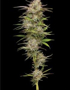 Humboldt Seed Company – California Haze (Feminized) - Image 2