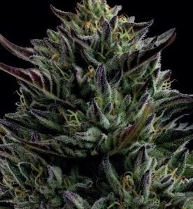 Humboldt Seed Company – California Octane (Feminized) - Image 2