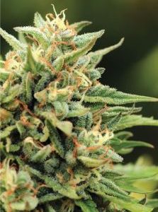 Humboldt Seed Company – California Sour Diesel Auto (Autoflower) - Image 2