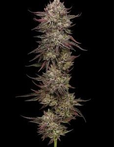 Humboldt Seed Company – Chicken n’ Wafflez (Feminized) - Image 2