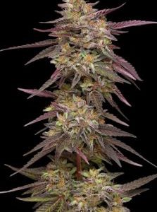 Humboldt Seed Company – COB Salad (Feminized) - Image 2