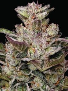 Humboldt Seed Company – Donutz (Feminized) - Image 2