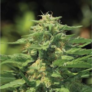 Humboldt Seed Company – Dream Queen (Feminized) - Image 2