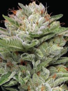 Humboldt Seed Company – Durban Poison Auto (Autoflower) - Image 2