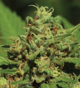 Humboldt Seed Company – Emerald Fire OG (Feminized) - Image 2