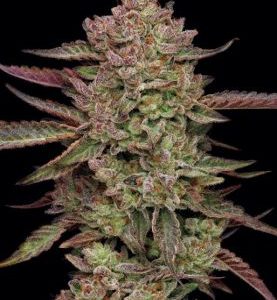 Humboldt Seed Company – Gazzurple (Feminized) - Image 2