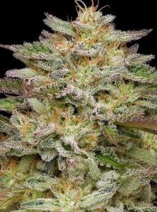 Humboldt Seed Company – Golden Sands (Feminized) - Image 2