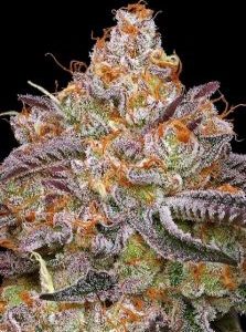 Humboldt Seed Company – Granny Candy (Feminized) - Image 2