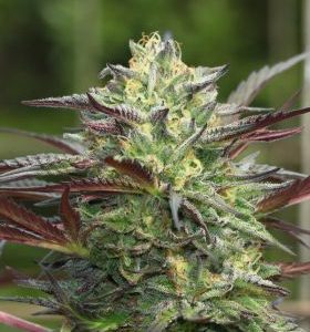 Humboldt Seed Company – GS Cookies (Feminized) - Image 2