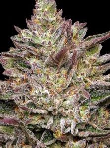 Humboldt Seed Company – Guzzlerz (Feminized) - Image 2