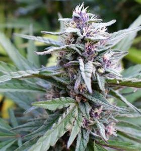 Humboldt Seed Company – Hi-Biscus (Feminized) - Image 2