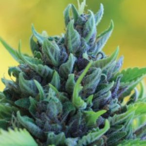 Humboldt Seed Company – Humboldt Dream (Feminized) - Image 2