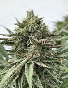 Humboldt Seed Company – Humboldt Pound Cake (Feminized) - Image 2