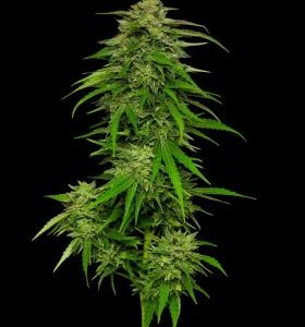 Humboldt Seed Company – Mango Sherbert Auto (Autoflower) - Image 2