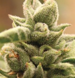 Humboldt Seed Company – Mango Sherbert (Feminized) - Image 2