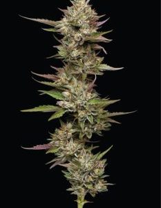 Humboldt Seed Company – Moon Fog (Feminized) - Image 2