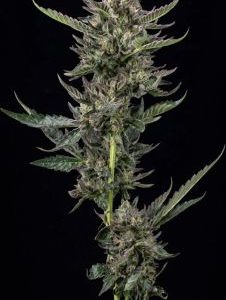 Humboldt Seed Company – Notorious THC (Feminized) - Image 2