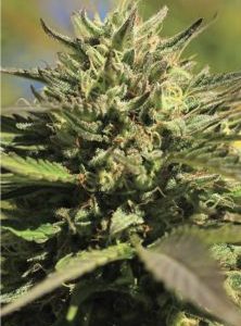 Humboldt Seed Company – OG Kush (Feminized) - Image 2