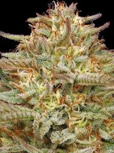Humboldt Seed Company – Orange Creampop (Feminized) - Image 2