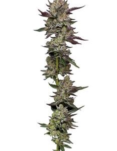 Humboldt Seed Company – Poddy Mouth (Feminized) - Image 2