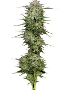 Humboldt Seed Company – Pound Town Auto (Autoflower) - Image 2