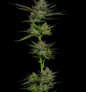 Humboldt Seed Company – Sour Apple Auto (Autoflower) - Image 2