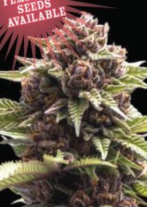 Humboldt Seed Company – Squirt Auto (Autoflower) - Image 2