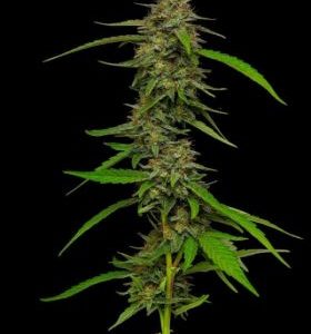 Humboldt Seed Company – Strawberry Cheesecake (Feminized) - Image 2