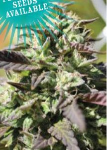 Humboldt Seed Company – The Bling (Feminized) - Image 2