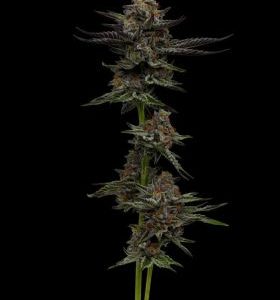 Humboldt Seed Company – Vanilla Créme Pie (Feminized) - Image 2