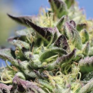 Humboldt Seed Company – Vanilla Frosting (Feminized) - Image 2