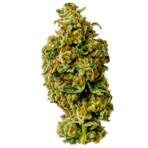 Humboldt Seed Company – Wedding Tree (Feminized) - Image 2