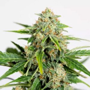 Humboldt Seed Organization – Amnesia Pure CBD Auto (Autoflower) - Image 2