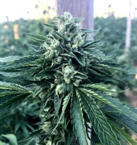 Humboldt Seed Organization – Cinnamon Buddha OG (Feminized) - Image 2