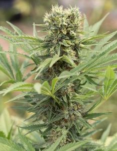 Humboldt Seed Organization – Dedoverde Haze (Feminized) - Image 2