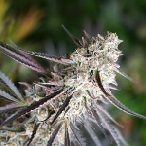 Humboldt Seed Organization – Florida Gaspack (Feminized) - Image 2